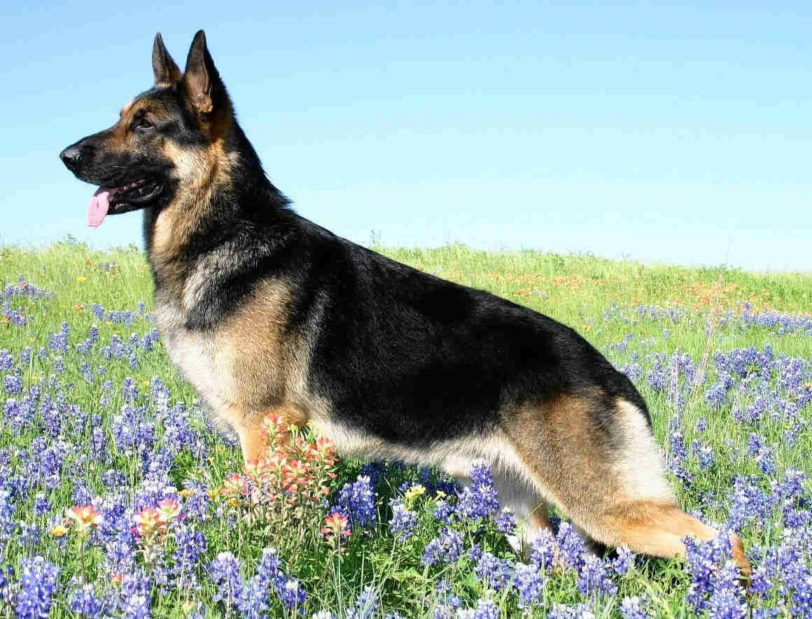 are german shepherds good in apartments